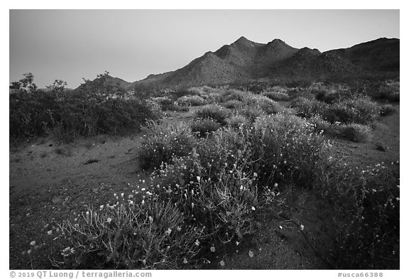 Spring wildflowers and mountains at dusk. Mojave Trails National Monument, California, USA (black and white)