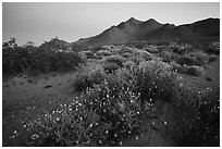 Spring wildflowers and mountains at dusk. Mojave Trails National Monument, California, USA ( black and white)
