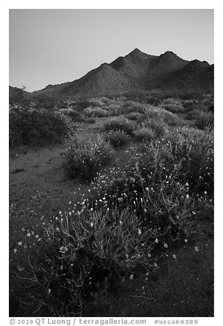 Annual desert wildflowers at dusk. Mojave Trails National Monument, California, USA (black and white)