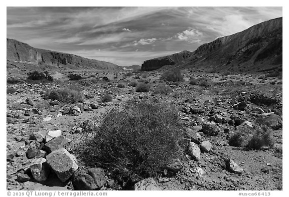 Brittlebush on Afton Canyon floor. Mojave Trails National Monument, California, USA (black and white)