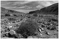 Brittlebush on Afton Canyon floor. Mojave Trails National Monument, California, USA ( black and white)