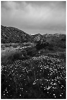 Wildflowers at dawn with distant snowy San Giorgono Mountain. Sand to Snow National Monument, California, USA ( black and white)