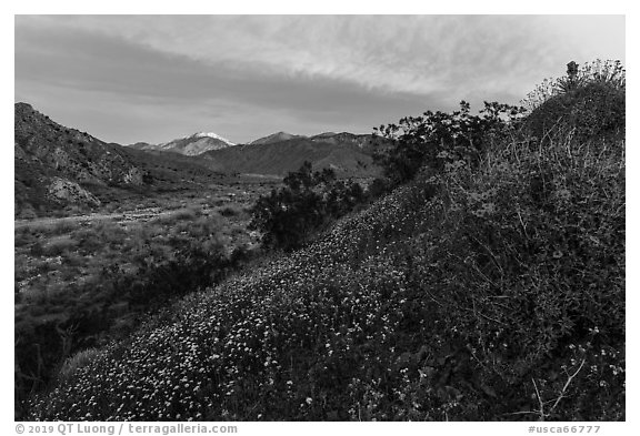 Wildflowers at sunrise with distant snowy San Giorgono Mountain. Sand to Snow National Monument, California, USA (black and white)