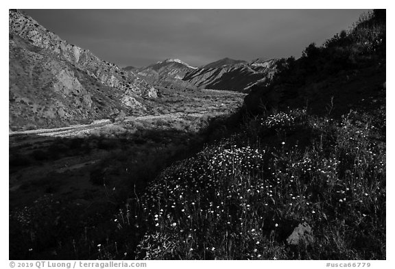 Wildflowers and San Giorgono Mountains, Mission Creek Preserve. Sand to Snow National Monument, California, USA (black and white)
