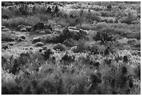 Riparian desert vegetation in the spring, Mission Creek. Sand to Snow National Monument, California, USA ( black and white)