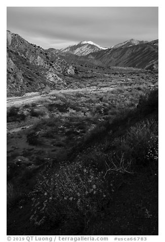 Wildflowers and San Giorgono Mountain, Mission Creek Preserve. Sand to Snow National Monument, California, USA (black and white)