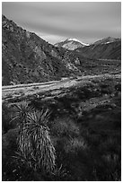 Yucca, wildflowers and San Giorgono Mountain, Mission Creek Preserve. Sand to Snow National Monument, California, USA ( black and white)