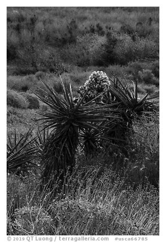 Yucca in bloom, Mission Creek. Sand to Snow National Monument, California, USA (black and white)