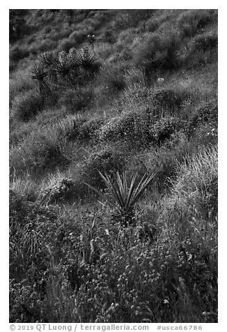 Yucca and wildflowers in bloom, Mission Creek. Sand to Snow National Monument, California, USA (black and white)