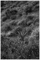 Yucca and wildflowers in bloom, Mission Creek. Sand to Snow National Monument, California, USA ( black and white)