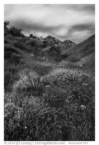 Desert in bloom, Mission Creek. Sand to Snow National Monument, California, USA (black and white)