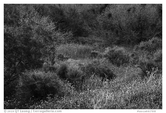 Lush vegetation in the spring, Mission Creek. Sand to Snow National Monument, California, USA (black and white)