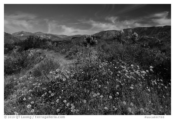 Wildflowers and yuccas on desert floor. Sand to Snow National Monument, California, USA (black and white)