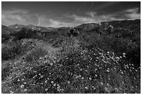 Wildflowers and yuccas on desert floor. Sand to Snow National Monument, California, USA ( black and white)