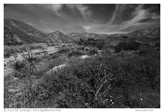 Desert wildflowers in valley, Mission Creek. Sand to Snow National Monument, California, USA (black and white)