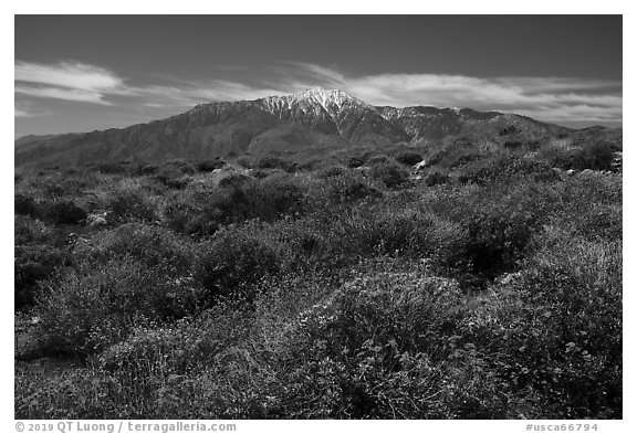 Brittlebush in bloom and San Jacinto Mountains. Sand to Snow National Monument, California, USA (black and white)