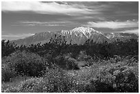 Blooming Brittlebush and snowy San Jacinto Peak. Sand to Snow National Monument, California, USA ( black and white)