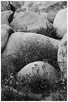 Wildflowers growing among boulders. Sand to Snow National Monument, California, USA ( black and white)