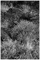 Wildflowers and lava, Fleener Chimneys. Lava Beds National Monument, California, USA ( black and white)