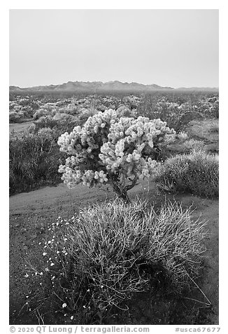 Wildflowers, Cholla cactus, Piute Mountains at dawn. Mojave Trails National Monument, California, USA (black and white)