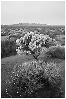 Wildflowers, Cholla cactus, Piute Mountains at dawn. Mojave Trails National Monument, California, USA ( black and white)