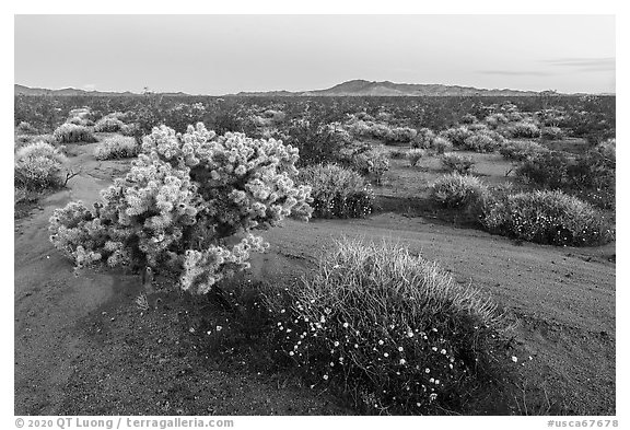 Wildflowers and Cholla cactus in Ward Valley at dawn. Mojave Trails National Monument, California, USA (black and white)