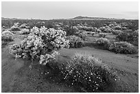 Wildflowers and Cholla cactus in Ward Valley at dawn. Mojave Trails National Monument, California, USA ( black and white)