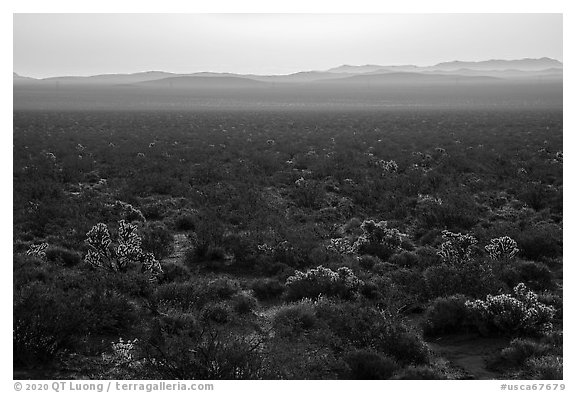 Backlit Cholla cactus at sunrise. Mojave Trails National Monument, California, USA (black and white)