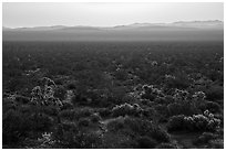 Backlit Cholla cactus at sunrise. Mojave Trails National Monument, California, USA ( black and white)