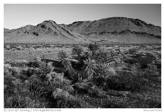 Yucca and Sacramento Mountains, Bigelow Cholla Garden Wilderness. Mojave Trails National Monument, California, USA (black and white)