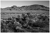 Yucca and Sacramento Mountains, Bigelow Cholla Garden Wilderness. Mojave Trails National Monument, California, USA ( black and white)