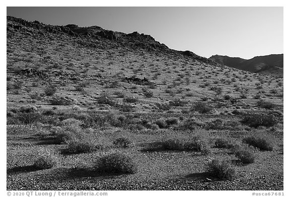 Brittlebush and Sacramento Mountains, Bigelow Cholla Garden Wilderness. Mojave Trails National Monument, California, USA (black and white)