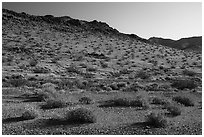 Brittlebush and Sacramento Mountains, Bigelow Cholla Garden Wilderness. Mojave Trails National Monument, California, USA ( black and white)