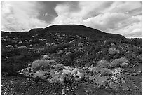 Lava field and Pisgah cinder cone. Mojave Trails National Monument, California, USA ( black and white)
