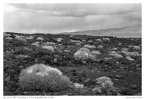 Lavic Lake volcanic field and Cady Mountains. Mojave Trails National Monument, California, USA (black and white)