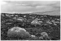 Lavic Lake volcanic field and Cady Mountains. Mojave Trails National Monument, California, USA ( black and white)