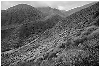 Brittlebush and cloud-capped San Bernardino Mountains. Sand to Snow National Monument, California, USA ( black and white)