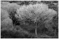 Tree with new leaves, Big Morongo Preserve. Sand to Snow National Monument, California, USA ( black and white)