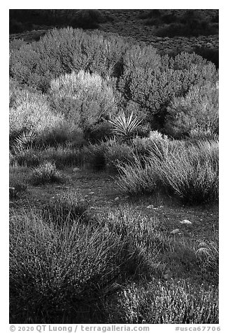Shrubs and trees, Big Morongo Preserve. Sand to Snow National Monument, California, USA (black and white)