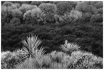 Yuccas, marsh area, and trees, Big Morongo Preserve. Sand to Snow National Monument, California, USA ( black and white)