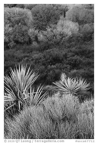 Yuccas, marsh, and trees with new leaves, Big Morongo Preserve. Sand to Snow National Monument, California, USA (black and white)