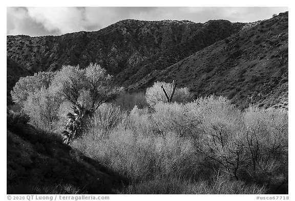 Trees in the spring in valley below Little San Bernardino Mountains, Big Morongo Preserve. Sand to Snow National Monument, California, USA (black and white)