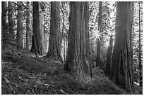 McIntyre Grove and sunstar. Giant Sequoia National Monument, Sequoia National Forest, California, USA ( black and white)