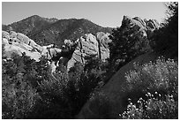 Wildflowers, Devils Punchbowl sandstone. San Gabriel Mountains National Monument, California, USA ( black and white)