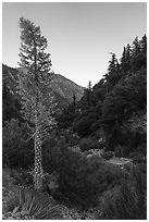 Yucca in bloom and San Antonio Creek at dusk. San Gabriel Mountains National Monument, California, USA ( black and white)