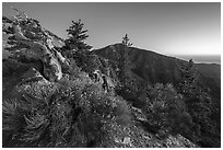 Wildflowers and trees on Mt Baldy Devils Backbone ridge at dawn. San Gabriel Mountains National Monument, California, USA ( black and white)