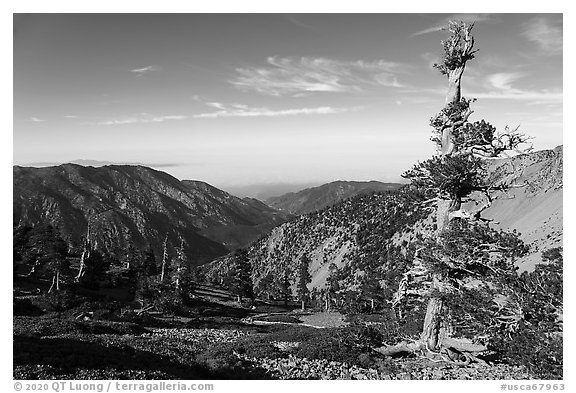 Pine trees on Mt Baldy. San Gabriel Mountains National Monument, California, USA (black and white)