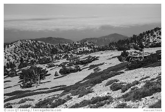 Krummholzed trees below Mt Baldy summit. San Gabriel Mountains National Monument, California, USA (black and white)