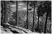 Row of pine trees, Baldy Bowl. San Gabriel Mountains National Monument, California, USA ( black and white)
