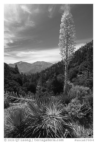 Mount Baldy from Vincent Gap with agave in bloom. San Gabriel Mountains National Monument, California, USA (black and white)